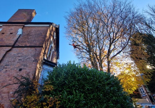 Enhancing Tree Health and Longevity: The Role of Maintenance in Real Estate Assets