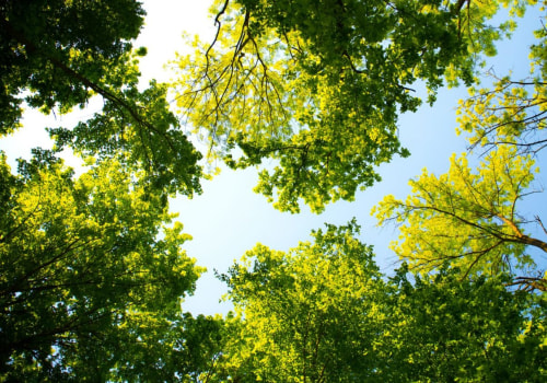 Essential Tree Maintenance Strategies for Real Estate Assets