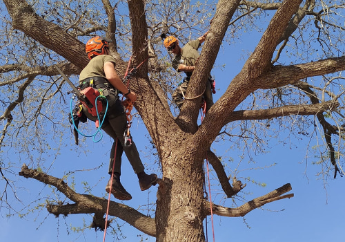 The Hidden Costs of Ignoring Tree Maintenance in Real Estate