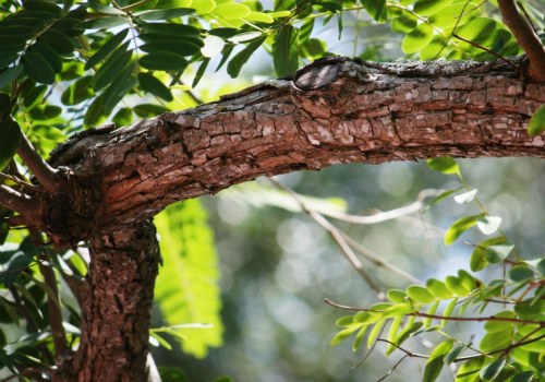 The Importance of Tree Maintenance in Protecting Real Estate Investments