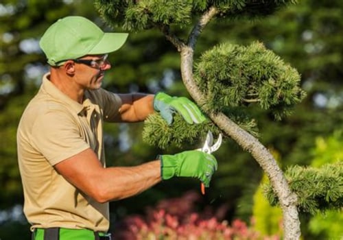 Tree Maintenance Tips for Properties Close to Wedding Venues