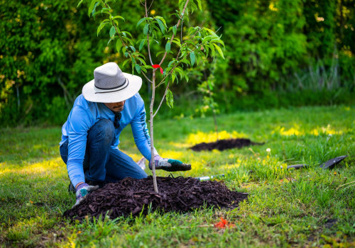 The Impact of Tree Maintenance on Real Estate Aesthetics and Value