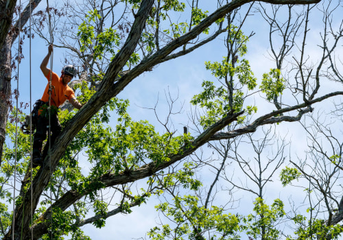 Navigating the Challenges of Tree Maintenance for Real Estate Assets