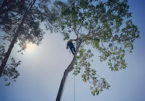 The Essential Benefits of Professional Tree Maintenance for Real Estate Assets