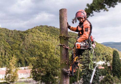 The Impact of Tree Maintenance on the Safety and Security of Real Estate Assets