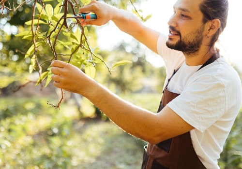 Essential Techniques for Effective Tree Maintenance in Real Estate Management