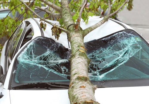 Understanding the Liabilities of Tree Maintenance in Real Estate Management