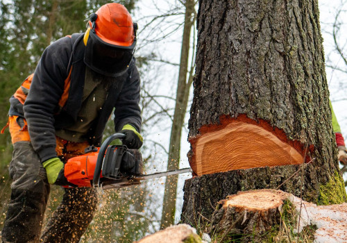 Effective and Affordable Tree Maintenance Strategies for Real Estate Assets